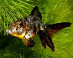   (Carassius auratus var.), S