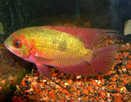   -  (Hypselecara temporalis, Cichlasoma temporale), XL
