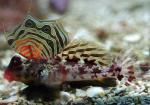  ,  ,   (Synchiropus ocellatus, Neosynchiropus ocellatus), M