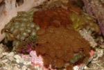   - , ... (Zoanthiniaria Gen.sp. - Zoanthus, Palythoa...), S