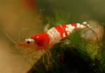   " " (Caridina sp.), M