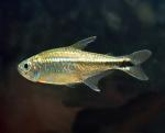   (Hemigrammus rodwayi, Hemigrammus armstrongii), M