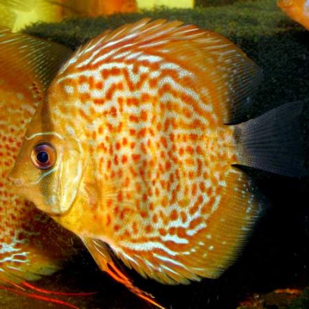 Дискус леопардовая шкура (Symphysodon aequifasciatus var.), S