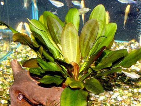  " " (Echinodorus "Kleiner Bar"), S