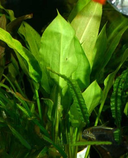   (Cryptocoryne ciliata), M
