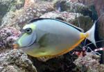   (Naso lituratus), S