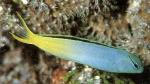   ,   ,   ,    (Meiacanthus atrodorsalis), M