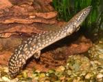  ,   (Polypterus ornatipinnis), M