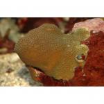      (Porites cylindrica and Serpulidae Gen.sp.), S