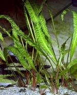   (Cryptocoryne aponogetifolia), S