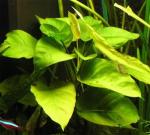   (Anubias barteri var. barteri), S