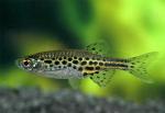  " " (Danio sp. TW-02, Brachydanio sp. TW-02, Danio tinwini), M