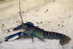 -   (Cherax papuanus), M
