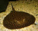   ,   (Potamotrygon motoro), M