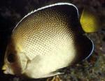   (Apolemichthys xanthotis, Holacanthus xanthurum), M