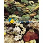 Фон аквариумный пленочный Hagen - Рифовый, 45х750 см