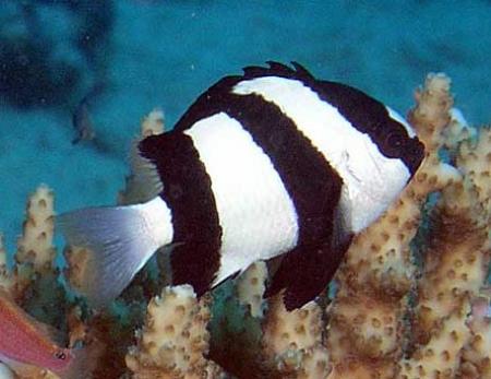 - ,   (Dascyllus aruanus), S