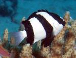 - ,   (Dascyllus aruanus), S