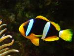    (Amphiprion clarkii), M