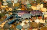    (Procambarus clarkii), M