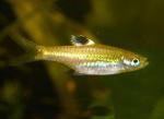   (Rasbora dorsiocellata dorsiocellata), M