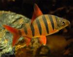  , - (Distichodus sexfasciatus), M