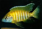   -  (Aulonocara baenschi var."Yellow"),  L
