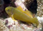  , Ƹ  ,  ,  ,   (Gobiodon citrinus), L