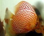     - grade A (Symphysodon aequifasciatus var.), M