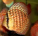   - grade A (Symphysodon aequifasciatus var.), L