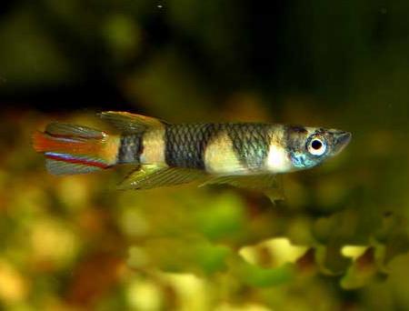  ,   (Pseudepiplatys annulatus), S