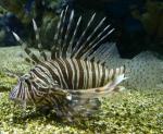 - ,   (Pterois volitans), XL