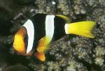    (Amphiprion clarkii), L