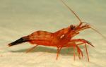 -  (Lysmata wurdemanni), M