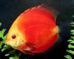    (Symphysodon aequifasciatus var.), M