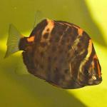    (Scatophagus argus atromaculatus, Scatophagus argus "rubrifrongs"), L