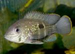   (Aequidens rivulatus), S