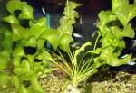  ,  " " (Aponogeton ulvaceus, Aponogeton violaceus), S
