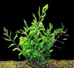   (Bolbitis heudelotii), XL