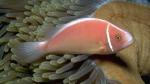   (Amphiprion perideraion), M