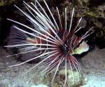  ,  ,   (Pterois radiata), M