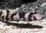 Акула кошачья коричневополосая (Chiloscyllium punctatum), S