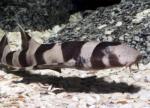   (Chiloscyllium punctatum), S