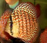   -  A (Symphysodon aequifasciatus var.), M