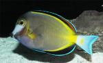  ,   (Acanthurus japonicus), S