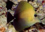   (Zebrasoma scopas), S