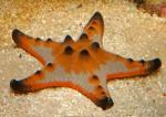   (Protoreaster sp.), M