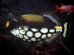  , - (Balistoides conspicillum), S