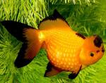   (Carassius auratus var.), M