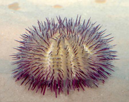 Еж литехинус фиолетовый (Lytechinus sp.), M
